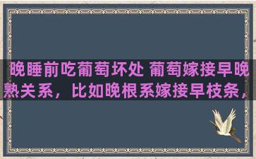 晚睡前吃葡萄坏处 葡萄嫁接早晚熟关系，比如晚根系嫁接早枝条，成熟期是早多少天晚多少